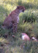 cheetah.JPG (37660 bytes)