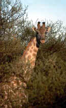 giraffe.JPG (22155 bytes)