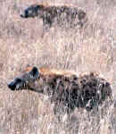 hyena.JPG (33511 bytes)